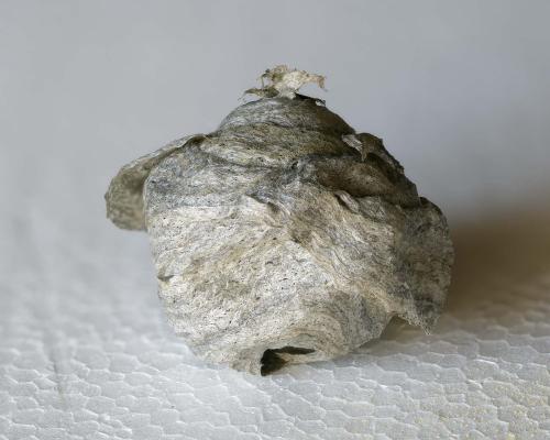 Vespa velutina